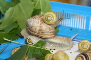 Schnecken  